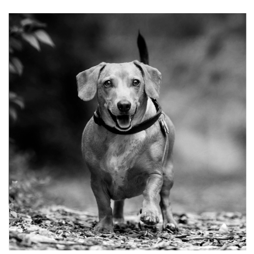 Flat Steel Portrait, Square, w/ BW Image <h3 class="product_title entry-title">4” x 4” (10 x 10 cm)</h3>