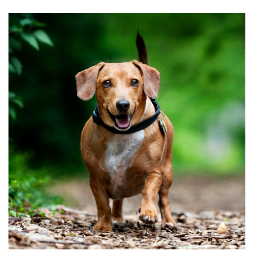 Flat Steel Portrait, Square, w/ Color Image <h3 class="product_title entry-title">4" x 4" (10 x 10 cm)</h3>